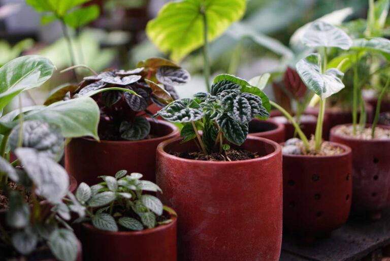 Tips For Properly Caring For And Maintaining Nursery Containers